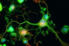 Networking neurons
