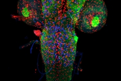 Drosophila brain