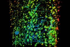 Rainbow Neurons