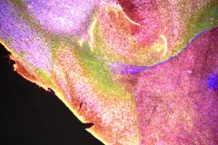 The Understudied Olfactory System of the Murine Brain Part I