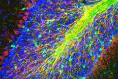 Mapping P2X7R Within the Sox10⁺ cerebellum