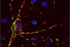 Synaptic localisation in differentiated 35-DIV primary chick embryo neuron
