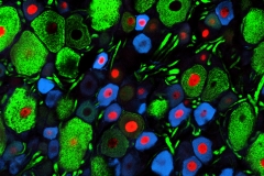 Image by Professor Safa Shehab