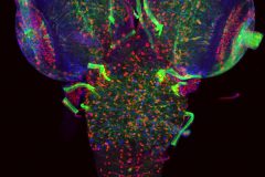 Mesh of cells in fly brain