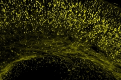 Migrating Neurons During Development of Cerebral Cortex