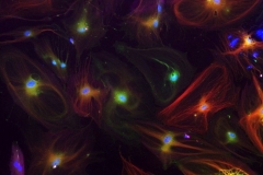 Diversity of Enteric Glial Cells
