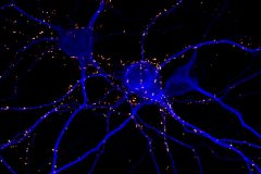 Lighting up the synapses