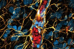 The blood–brain barrier in the primate brain